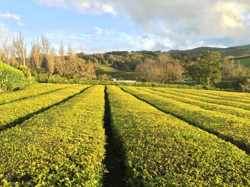 São Miguel Island: Full Day All-in-One Tour - Why this tour makes sense on a short São Miguel visit