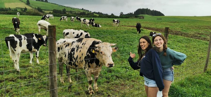 São Miguel West: Sete Cidades and Fogo Tour with Lunch - Pineapple greenhouses and the island’s unusual crop