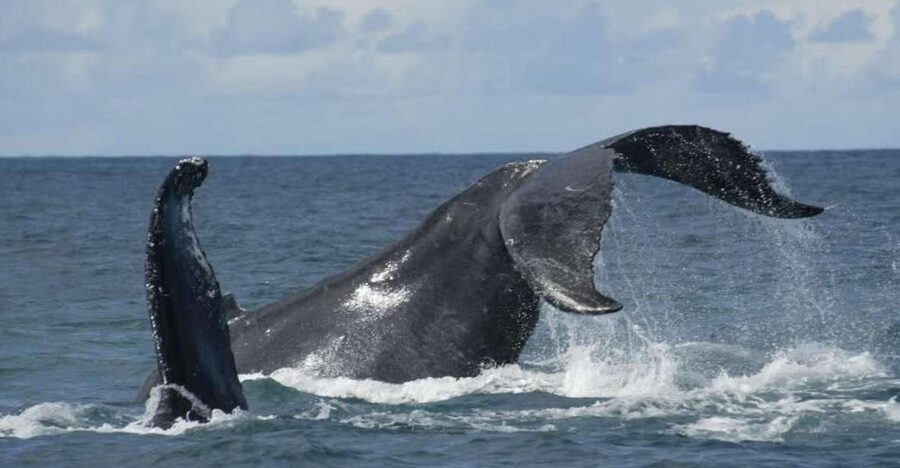 São Miguel: Whales & Volcano Full-Day Tour with Lunch - Three hours watching the Atlantic