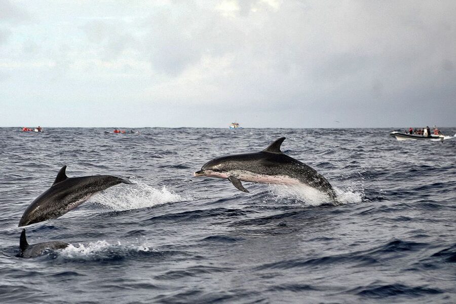 São Miguel: Whales & Volcano Full-Day Tour with Lunch - Why whale watching works best with realistic expectations