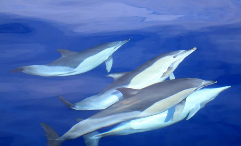 São Miguel: Wild Swimming with Dolphins - Key points to know before you book