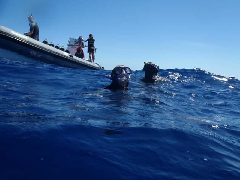 São Miguel: Wild Swimming with Dolphins - Leaving Marina Pêro de Teive for the Atlantic