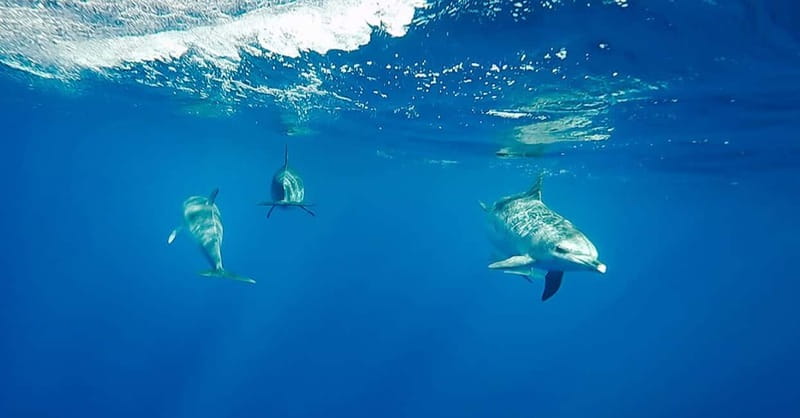 São Miguel: Wild Swimming with Dolphins - Finding dolphins off São Miguel