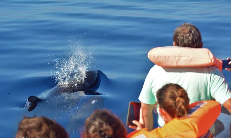 São Miguel: Wild Swimming with Dolphins - What the dolphin swim really feels like