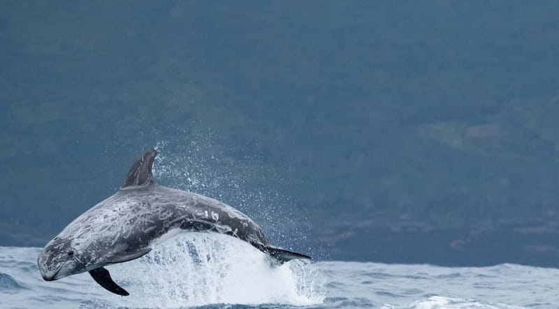 São Miguel: Wild Swimming with Dolphins - São Miguel from the boat