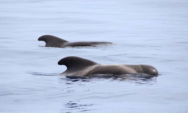 São Miguel: Wild Swimming with Dolphins - Is $171 a fair price?