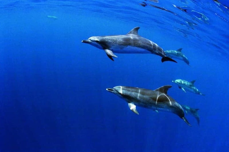 São Miguel: Wild Swimming with Dolphins - The 10-minute briefing that shapes the whole trip