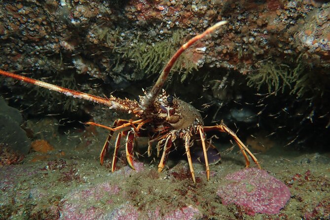 Scuba Diving Albufeira-Double Dive Trip - Equipment choices and the real price
