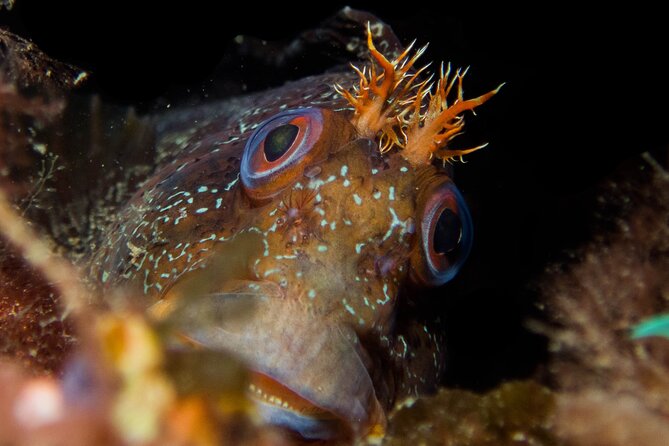 Scuba Diving Albufeira-Double Dive Trip - Professional routines from check-in to logbook