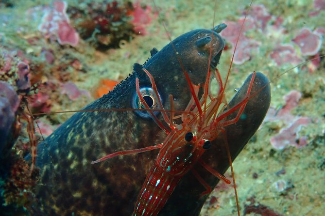 Scuba Diving Albufeira-Double Dive Trip - Who should book this Albufeira outing?