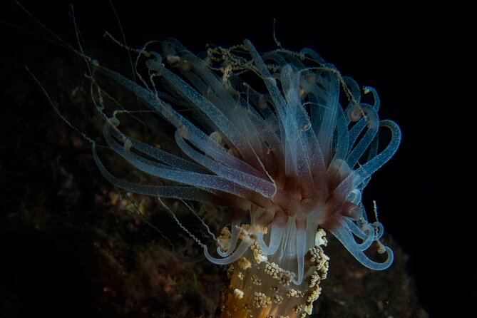 Scuba Diving Albufeira-Double Dive Trip - Should you book it?