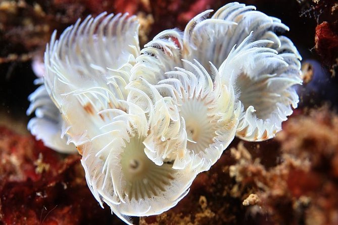 Scuba Diving Albufeira-Double Dive Trip - What you may see below the surface