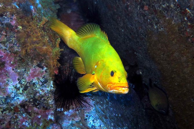 Scuba Diving Experience in Madeira - Key points at a glance
