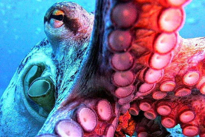 Scuba Diving Experience in Madeira - Timing, weather, and practical planning