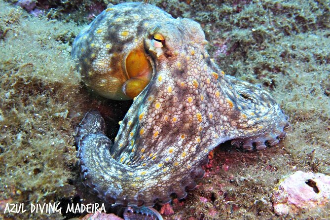 Scuba Diving Experience in Madeira - My take on the overall experience