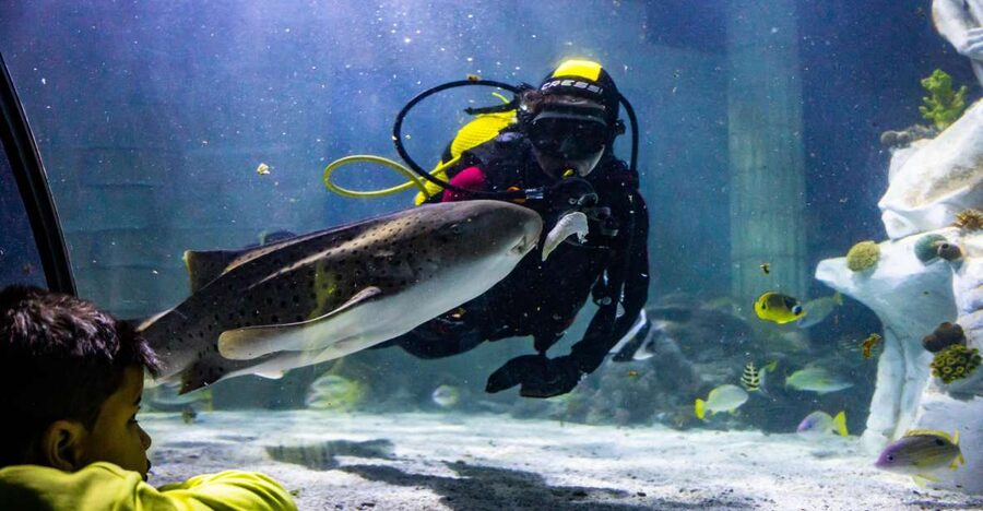 SEA LIFE Porto Full-Day Entrance Ticket - Free talks make the ticket more useful