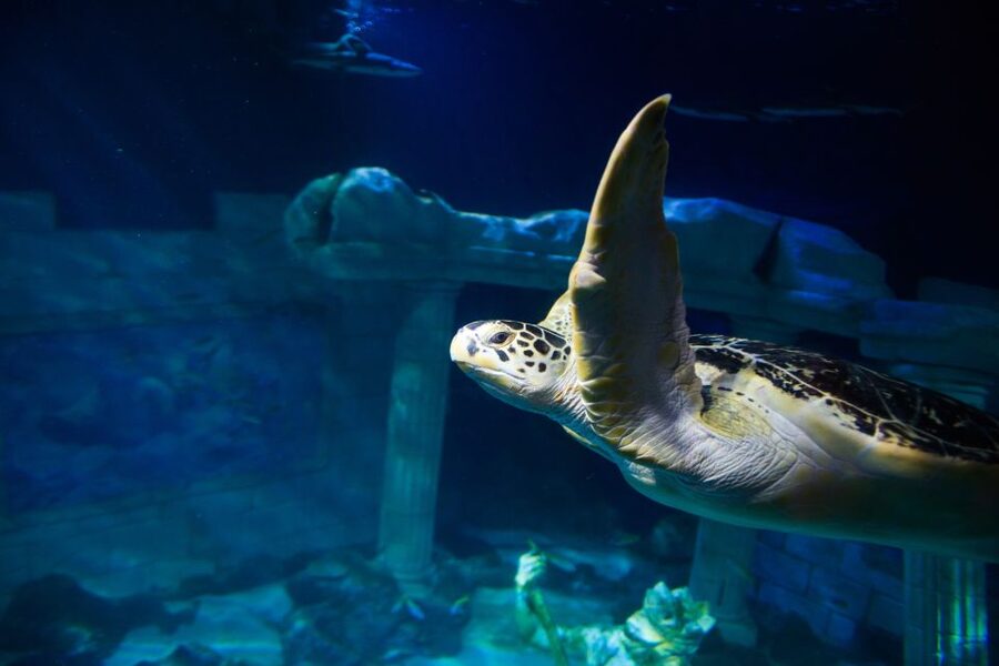 SEA LIFE Porto Full-Day Entrance Ticket - The Atlantic balcony helps with the midday pause