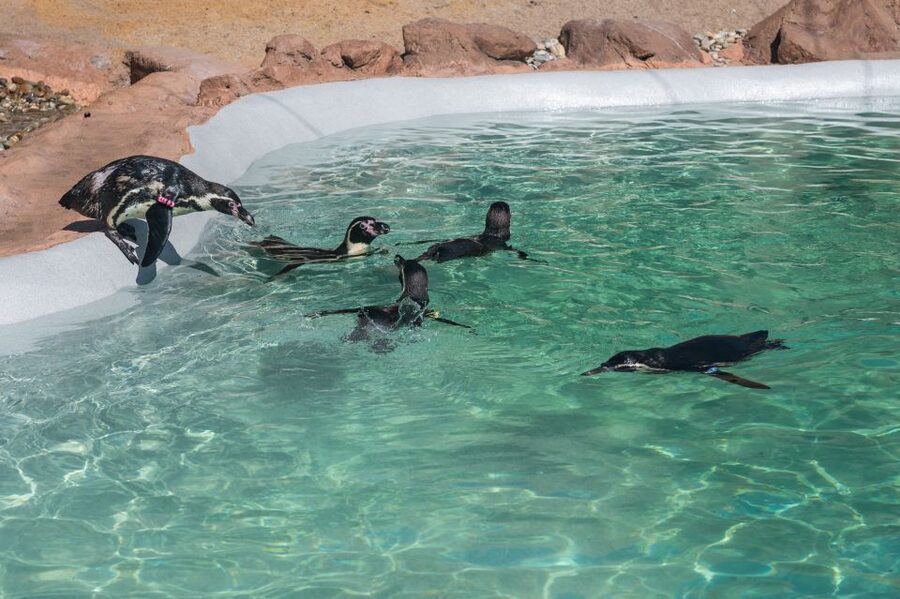 SEA LIFE Porto Full-Day Entrance Ticket - A practical visit for families and mixed-age groups