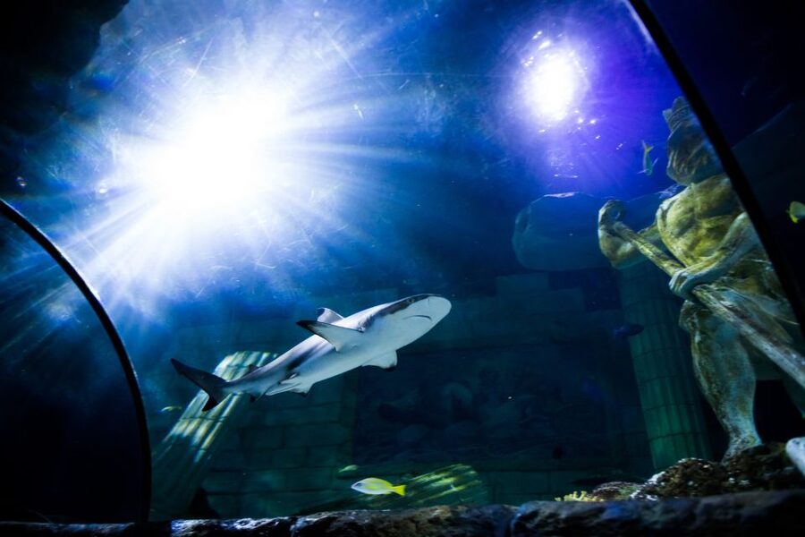 SEA LIFE Porto Full-Day Entrance Ticket - Getting to SEA LIFE Porto