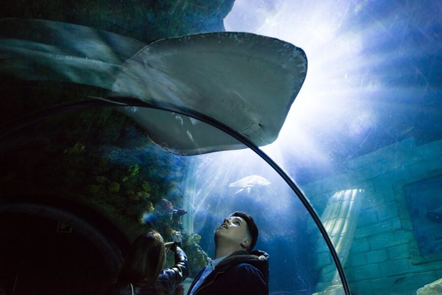 SEA LIFE Porto Full-Day Entrance Ticket - Penguin Island gives the visit a fresh focus