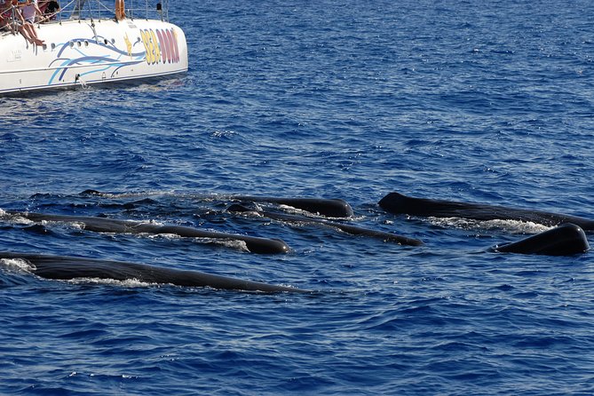 Seaborn Catamaran trips - Leaving Funchal Marina for the Atlantic