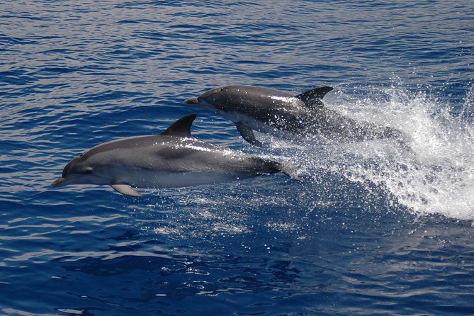 Seaborn Catamaran trips - Responsible wildlife watching matters here
