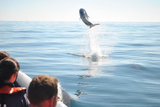 Sealife Sea Safari, Dolphin Watching with Marine Biologist's Lagos - Marine biology that adds meaning to the sighting