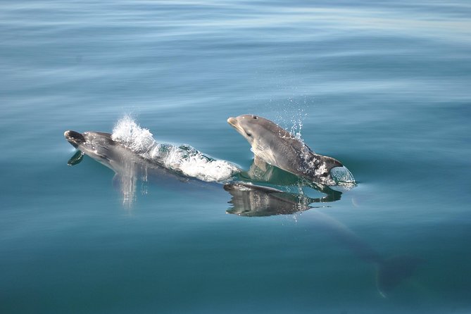 Sealife Sea Safari, Dolphin Watching with Marine Biologist's Lagos - What the 90-minute schedule really feels like