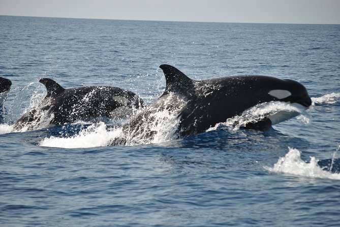 Sealife Sea Safari, Dolphin Watching with Marine Biologist's Lagos - Comfort, speed, and the problem of Atlantic weather