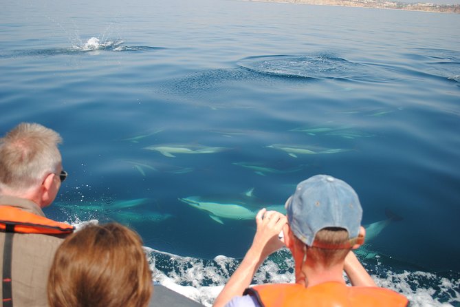 Sealife Sea Safari, Dolphin Watching with Marine Biologist's Lagos - Who will enjoy this trip most?