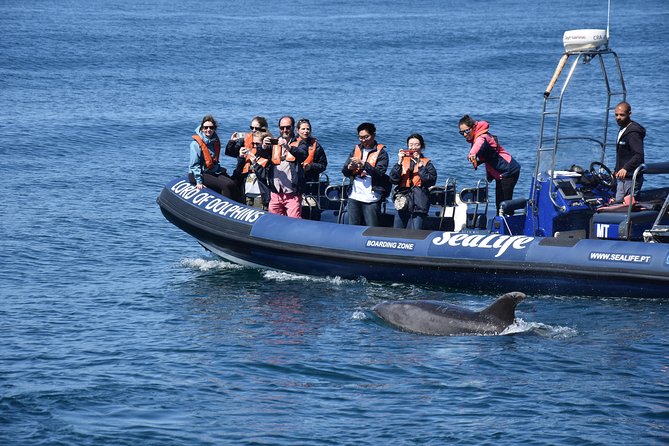 Sealife Sea Safari, Dolphin Watching with Marine Biologist's Lagos - Searching for dolphins, not performing for them
