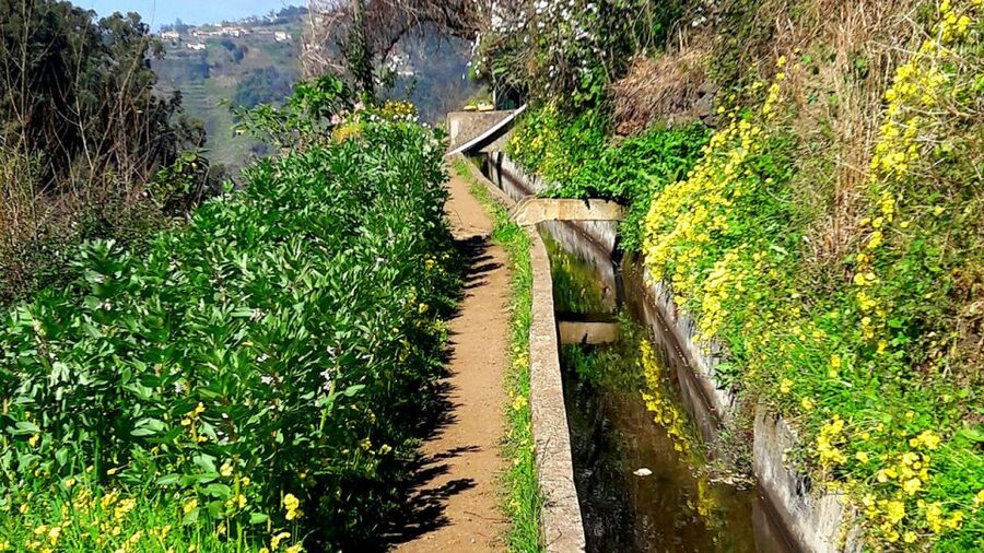 Serra de Água Valley Levada Walk - Who should choose this Madeira walking tour?