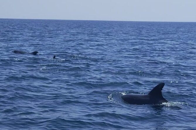 Sesimbra: Arrábida Dolphin and Whale Watching tour with biologist - A 9-meter RIB and what the ride feels like