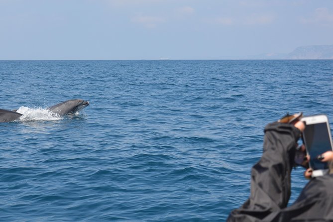Sesimbra: Arrábida Dolphin and Whale Watching tour with biologist - The 10 a.m. departure from Sesimbra Marina