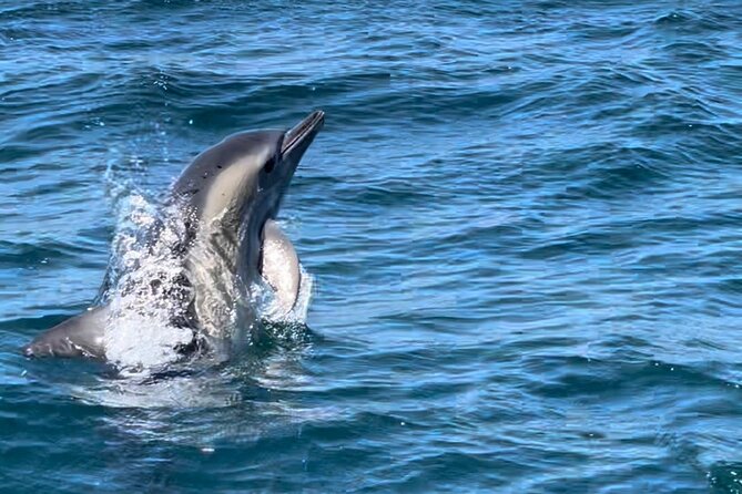 Sesimbra: Arrábida Dolphin and Whale Watching tour with biologist - Two hours devoted to wildlife