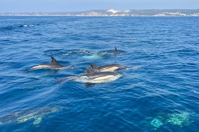 Sesimbra: Arrábida Dolphin and Whale Watching tour with biologist - Ribeira do Cavalo Beach and the swimming stop