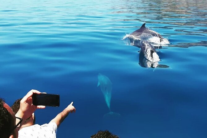 Sesimbra: Arrábida Dolphin and Whale Watching tour with biologist - What the marine biologist adds