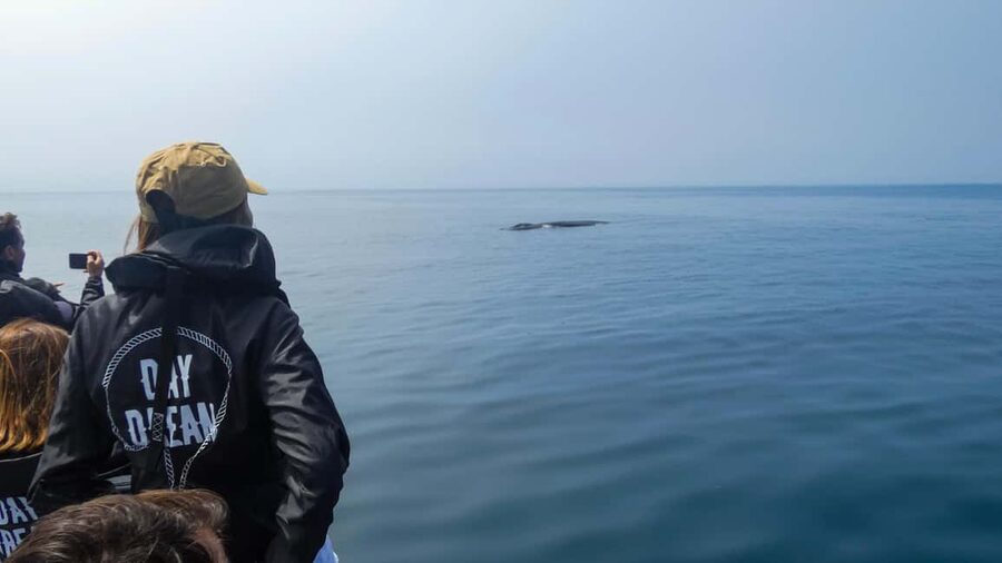 Sesimbra: Arrábida Dolphin Watching Boat Tour with Biologist - Key points to know before you book