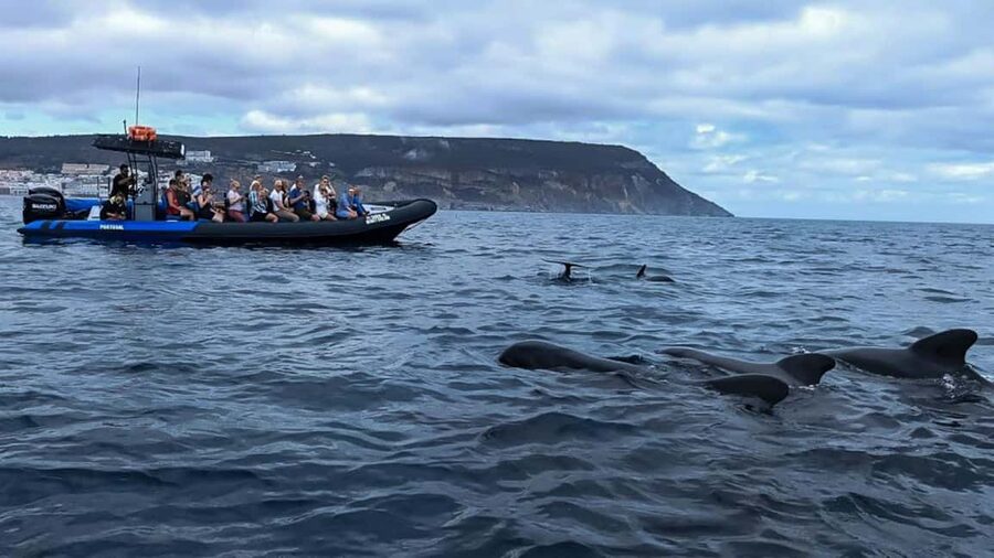 Sesimbra: Arrábida Dolphin Watching Boat Tour with Biologist - Is $63 a fair price?