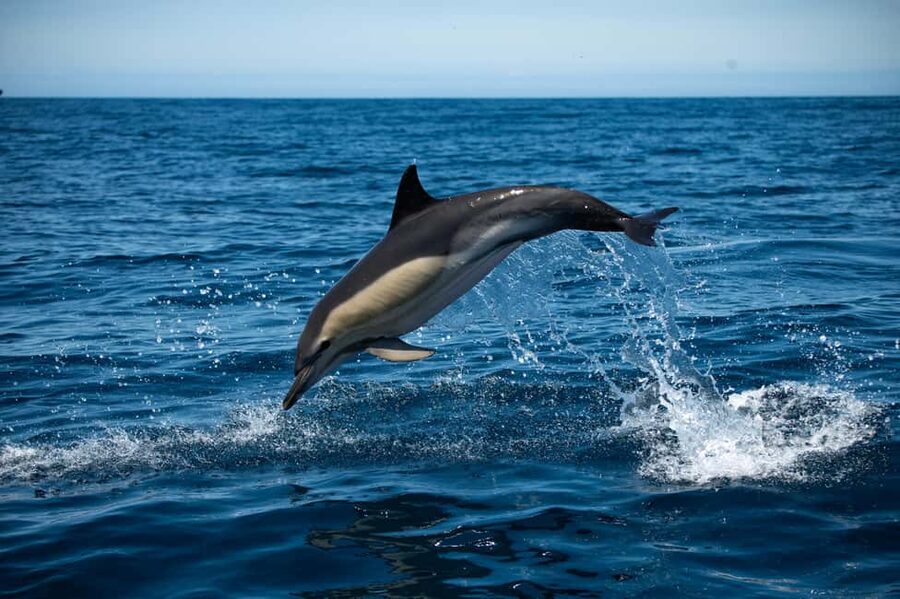 Sesimbra: Arrábida Dolphin Watching Boat Tour with Biologist - Why this Sesimbra boat trip is worth your time