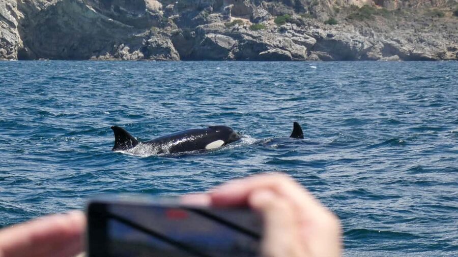 Sesimbra: Arrábida Dolphin Watching Boat Tour with Biologist - The 30-minute introduction and safety briefing