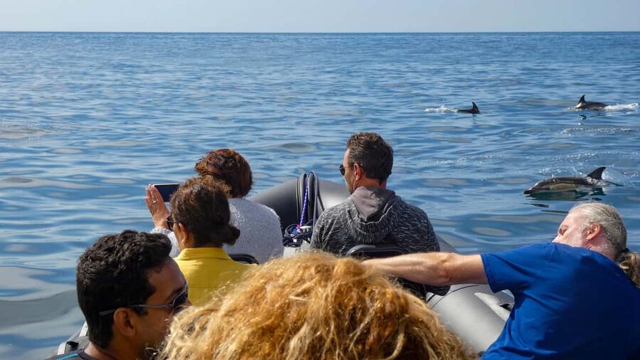 Sesimbra: Arrábida Dolphin Watching Boat Tour with Biologist - Searching for dolphins, whales, and seabirds