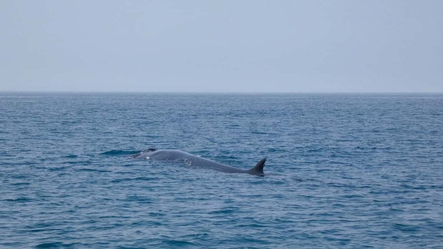 Sesimbra: Arrábida Dolphin Watching Boat Tour with Biologist - What the marine biologist adds