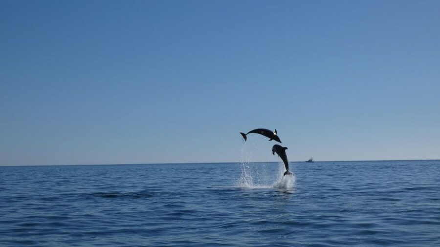 Sesimbra: Arrábida Dolphin Watching Boat Tour with Biologist - Ribeiro do Cavalo Beach, swimming, and snorkeling