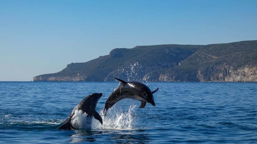 Sesimbra: Arrábida Dolphin Watching Boat Tour with Biologist - Returning along the coast to Sesimbra