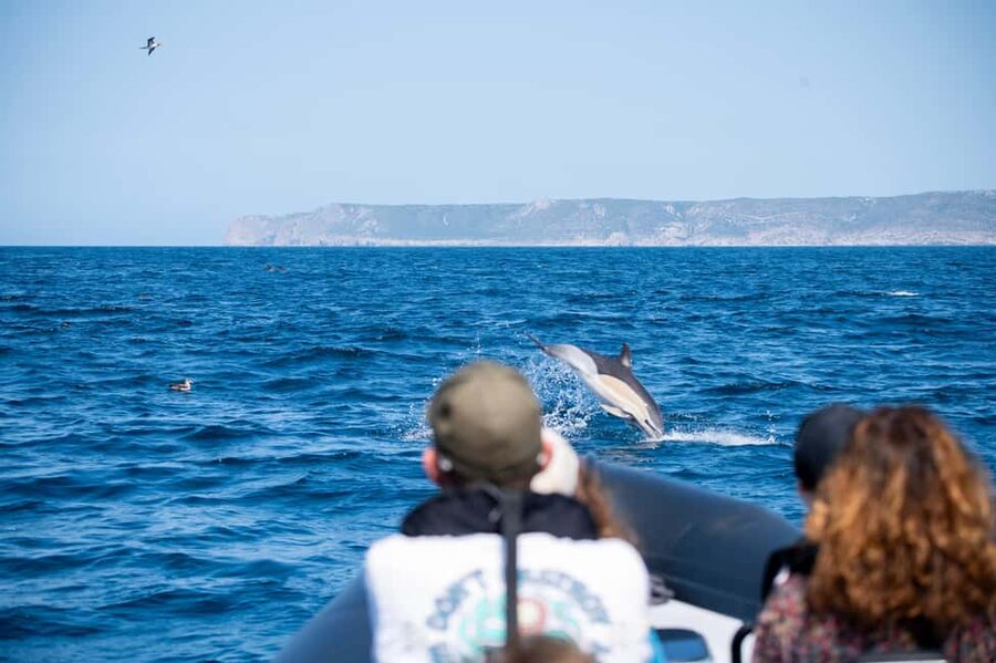 Sesimbra: Arrábida Dolphin Watching Boat Tour with Biologist - Meeting the boat at Sesimbra harbor