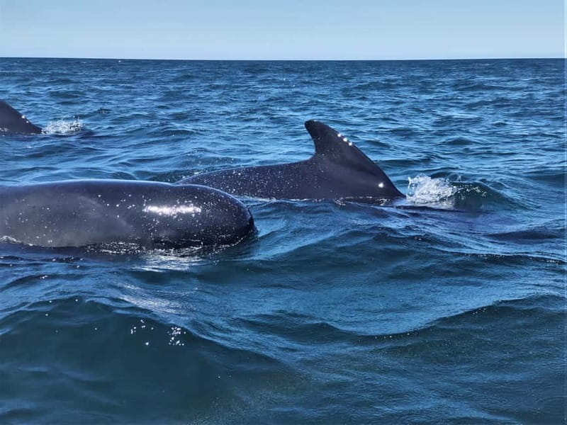 Sesimbra: Dolphin Watching Boat Tour with Biologist Guide - FAQ