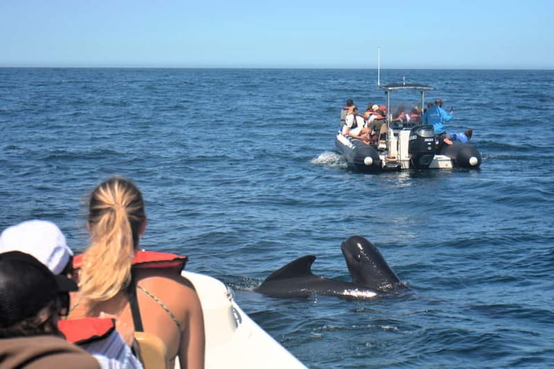 Sesimbra: Dolphin Watching Boat Tour with Biologist Guide - Bays, Grottoes, and Ribeiro do Cavalo Beach