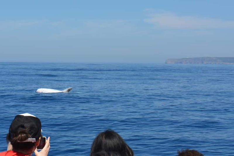 Sesimbra: Dolphin Watching Boat Tour with Biologist Guide - Moscatel, a Small Taste of Sesimbra