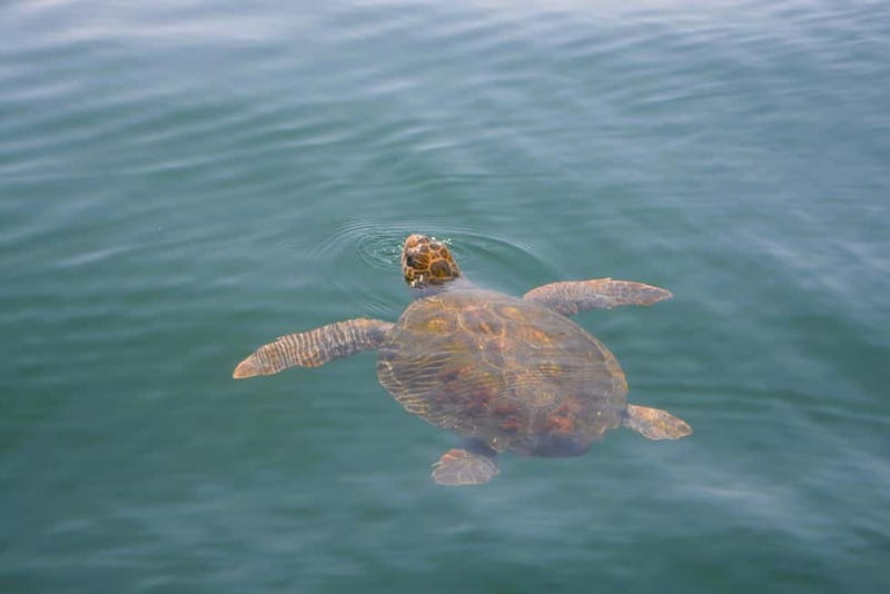 Sesimbra: Dolphin Watching Boat Tour with Biologist Guide - Is $62 a Fair Price?